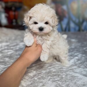 Toy Poodle
