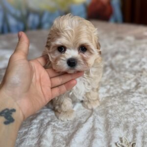 Caniche dog for sale