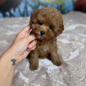 Poodle Puppies