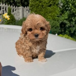 Toy Poodles