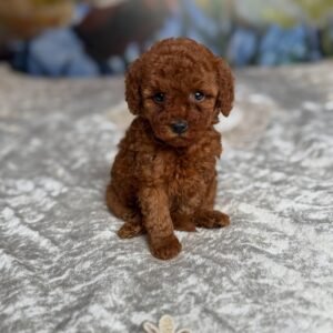 Poodle puppies for sale