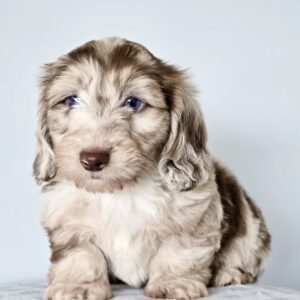 Long Hair Miniature Dachshund puppy(Janie)