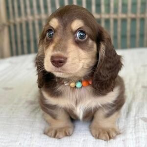Long Hair Miniature Dachshund puppy(Danny)
