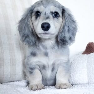 Long Hair Dachshund Puppy(Max)