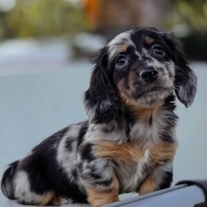 Long Hair Dachshund Puppy (Rocky)