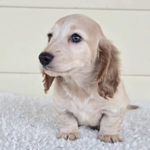 Long Hair Miniature Dachshund puppy(Daisy)