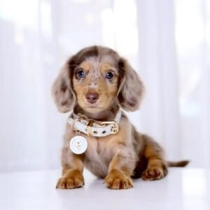 Dachshund Long hair Chocolate Dapple(Lucy)