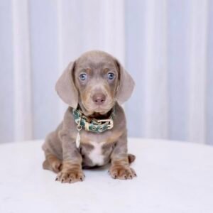 Dachshund Short hair (Isabella)