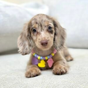 Long Hair Dachshund Puppy (Dean)