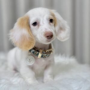 Long Hair Dachshund Puppy(Fiona)