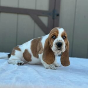 Basset Hound