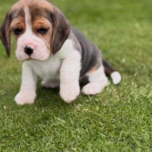 Basset Hound(Molly)