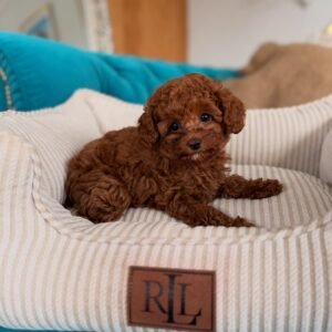 Toy Poodles
