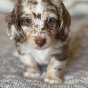 Long Hair Dachshund Puppy(Mandi)