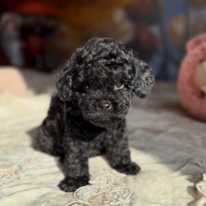 Toy Poodle for sale