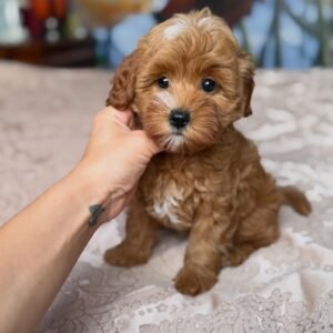Miniature Poodle