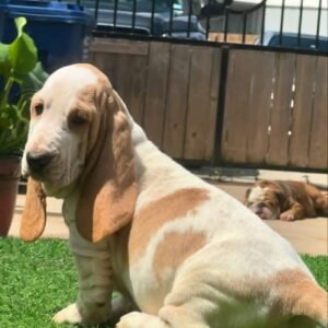 Basset Hound
