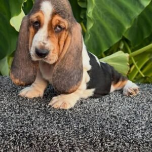Basset Hound
