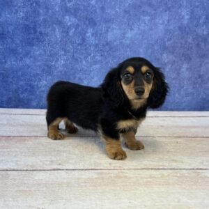 Long Hair Microchip 0138
