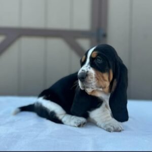 Basset Hound
