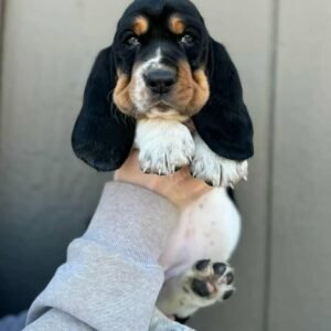 Basset Hound