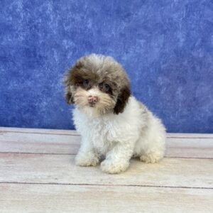 Toy Microchip 0362