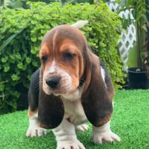 Basset Hound