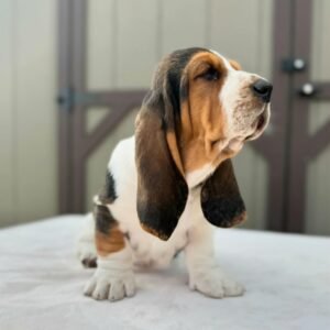 Basset Hound