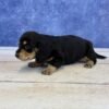 Long Hair Microchip 0147