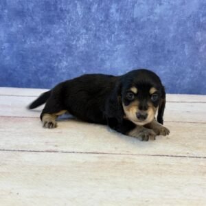 Long Hair Microchip 0024