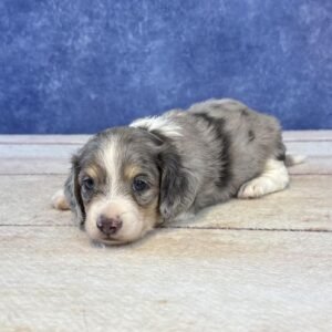 Long Hair Microchip 0025