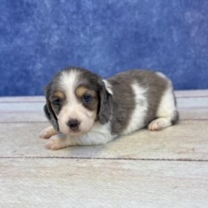 Long Hair Microchip 0032