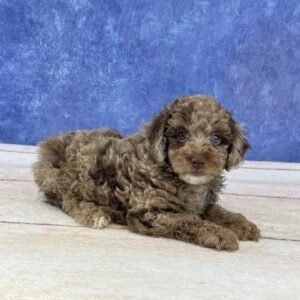 Mini Microchip 0142