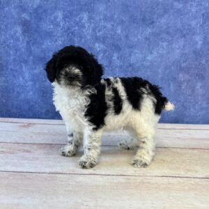 Mini Microchip 0146