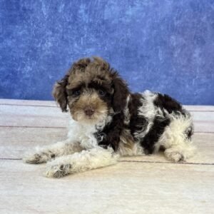 Mini Microchip 0153
