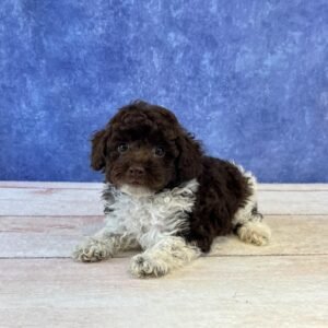 Mini Microchip 0154