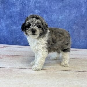 Mini Microchip 0155