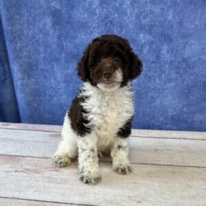 Mini Microchip 0157
