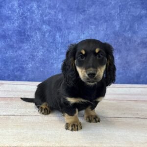 Long Hair Microchip 0304
