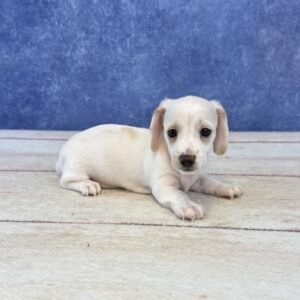 Short Hair Microchip 0071