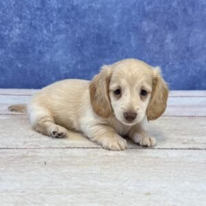 Long Hair Microchip 0072