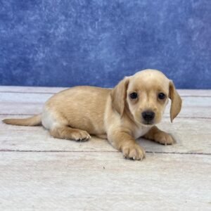 Short Hair Microchip 0073