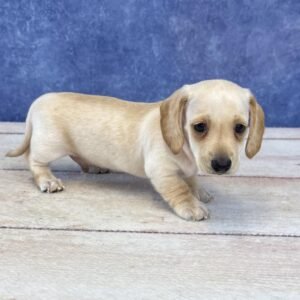Short Hair Microchip 0074