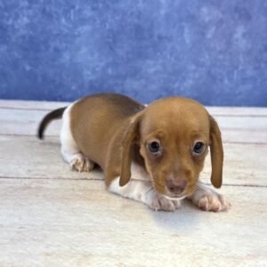 Short Hair Microchip 0080