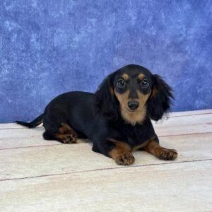 Microchip 0256