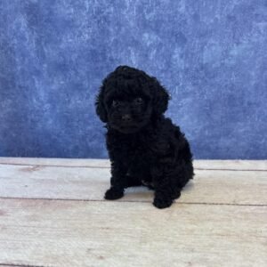 Toy Microchip 0079