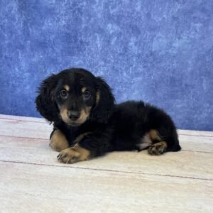 Long Hair Microchip 0145