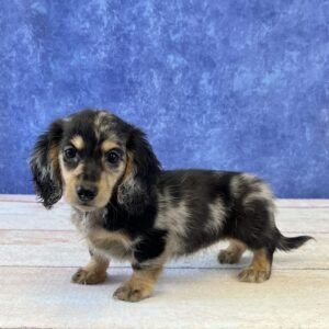 Long Hair Microchip 0148