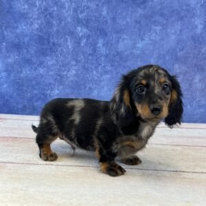 Long Hair Microchip 0152