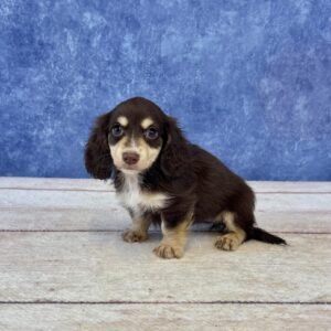 Long Hair Microchip 0061